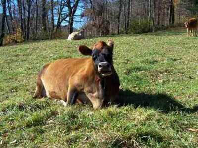 How to Produce the Safest (and Most Delicious) Milk on a Micro Dairy Image